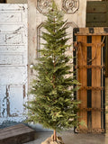 North Rim Hemlock Tree 6'