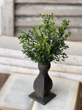 New England Boxwood Bush 12"