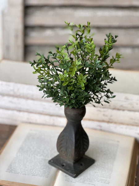 New England Boxwood Bush 12"