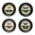 Framed Wall Decor w Moths/Butterflies Image 4 Styles