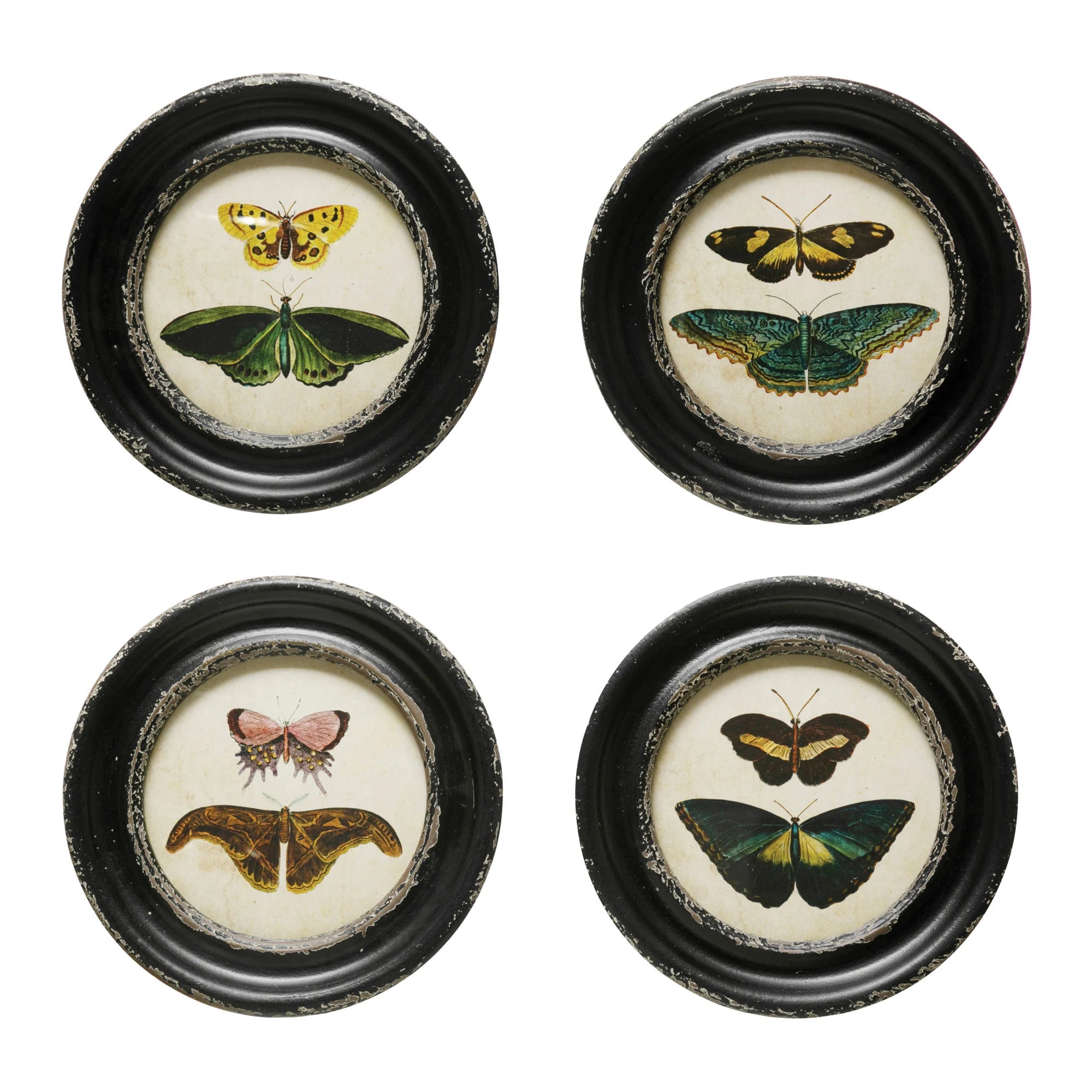 Framed Wall Decor w Moths/Butterflies Image 4 Styles